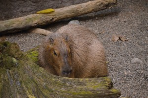 Capybara